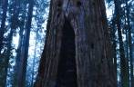 Emocionada ao lado da 'General Sherman', a maior árvore do mundo, no Sequoia National Park,  na Califórnia - EUA